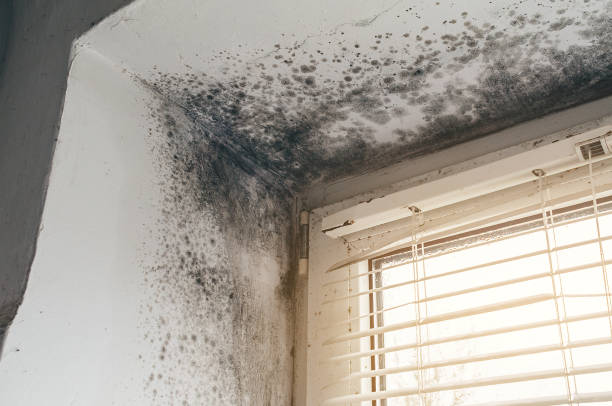 Affordable Mold Removal solutions in Washington, DC